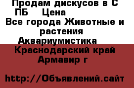 Продам дискусов в С-ПБ. › Цена ­ 3500-4500 - Все города Животные и растения » Аквариумистика   . Краснодарский край,Армавир г.